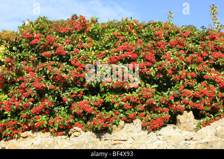 Les baies rouges de l'automne sur un grand Cotoneaster Cornubia Banque D'Images