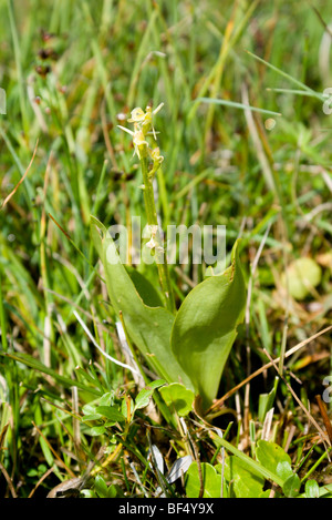 Orchidée Liparis loeselii fen var ovata orchidée très rare près de la réserve naturelle nationale de kenfig porthcawl South Wales UK Banque D'Images