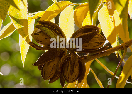 Agriculture - Closeup of mature, prêt de la récolte des noix de pécan avec cosses sur l'arbre / près de Corning, Californie, USA. Banque D'Images