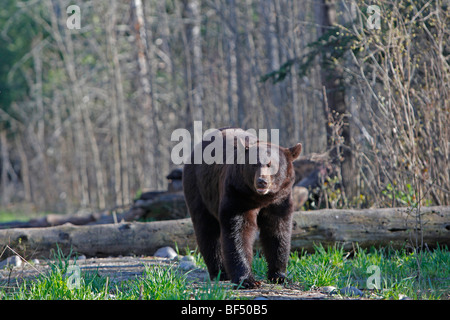 Ours noir (Ursus americanus). Balades adultes en forêt. Banque D'Images