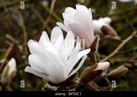 Magnolia stellata 'Waterlily' AGM Banque D'Images