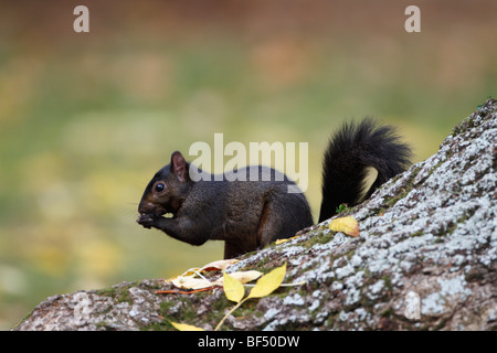 Sciurus carolinensis écureuil noir sous-groupe melanistic Gris Gris Banque D'Images