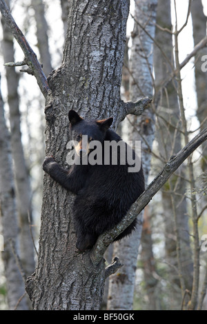 Ours noir (Ursus americanus). 1 jeunes de 1 an et demi assis en sécurité dans un arbre. Banque D'Images