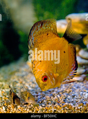 Des poissons de disque jaune et le poisson-chat Corydora Banque D'Images