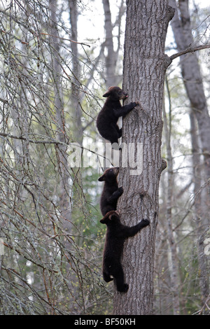 Ours noir (Ursus americanus). Trois oursons au printemps (4 mois) escalade un arbre pour être sûr. Banque D'Images