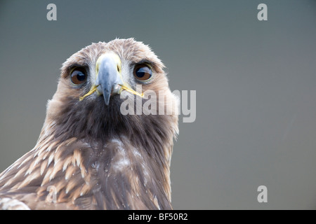 Headshot Golden Eagle Aquila chrysaetos prises dans des conditions contrôlées dans les Highlands écossais, au Royaume-Uni. Banque D'Images