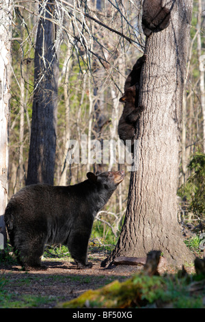 Ours noir (Ursus americanus). Mère regardant trois printemps ludique d'oursons (4 mois), grimpant à un arbre. Banque D'Images