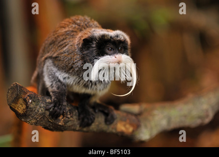 Mignon tamarin empereur (Saguinus imperator) Banque D'Images