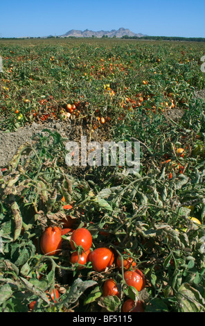 Agriculture - Domaine de la transformation des tomates mûres, prêtes pour la récolte / près de comté, en Californie, USA. Banque D'Images