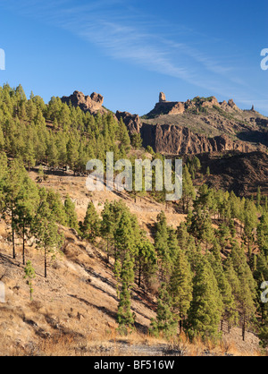 Forêt de pins, dans le centre de Gran Canaria avec Roque Nublo (cloud rock 1813m) dans la distance. Banque D'Images