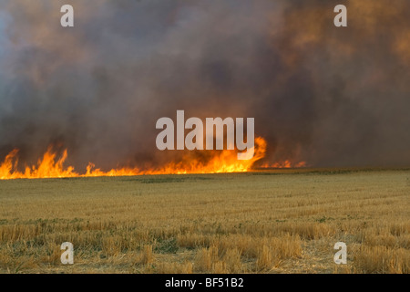 Les chaumes de blé ont été brûlées après la récolte pour contrôler les maladies, réduire la concurrence des mauvaises herbes et de faire la prochaine campagne plus facile. Banque D'Images