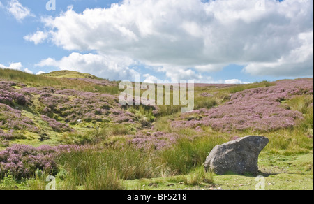 Dans la lande de bruyère Swaledale, Yorkshire du Nord Banque D'Images