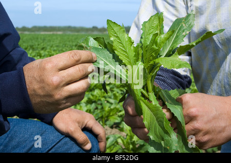 Les mains d'un producteur & commodity broker tenir un début de croissance végétale carthame dans le domaine lors de l'inspection de la culture /Californie Banque D'Images