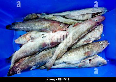La morue fraîchement congelées empilées prête pour l'éviscération dans une coopérative de pêche, Devon Banque D'Images