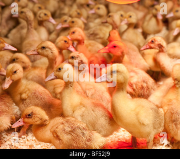 Fermes de canards, de l'Est de l'Islande Banque D'Images