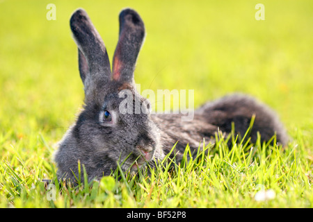 Lapin Gris couché dans un pré vert Banque D'Images