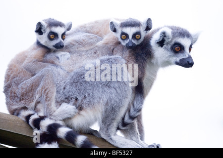 Untitled Document (Lemur catta). Femme transportant des jumelles. Banque D'Images