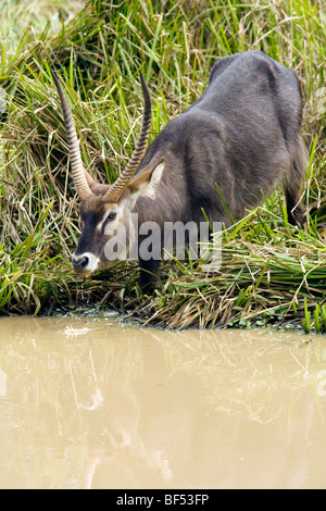 Cobe à boire au point d'eau - Parc National du Mont Kenya, au Kenya Banque D'Images