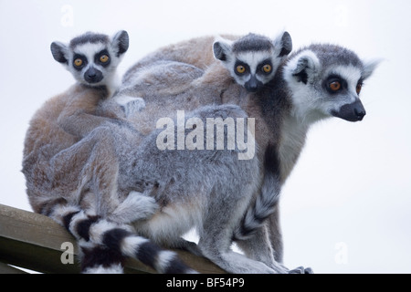 Ring-tailed lémuriens (Lemur catta). Femme transportant des jumelles. Banque D'Images