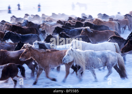 Un troupeau de chevaux mongoles en hiver, Xilin Gol d'herbages, région autonome de Mongolie intérieure, Chine Banque D'Images