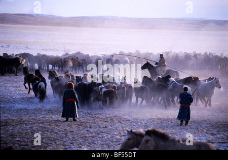 Un troupeau de chevaux mongoles en hiver, Xilin Gol d'herbages, région autonome de Mongolie intérieure, Chine Banque D'Images