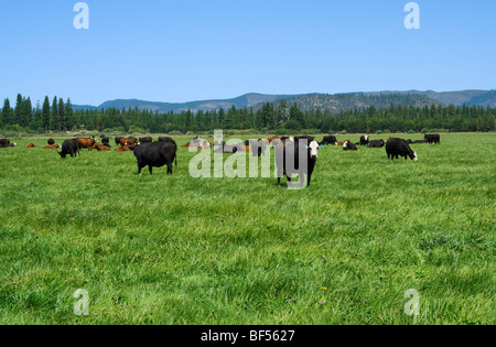 Black Angus, Hereford et Black Baldie beef cattle broutent sur un vert Pâturage sur un ranch de bétail biologique / McArthur, en Californie. Banque D'Images