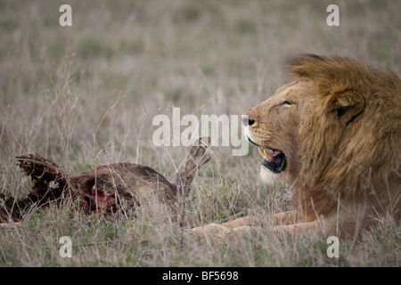 Lion Panthera leo protégeant un kill dans le cratère du Ngorongoro, en Tanzanie Banque D'Images