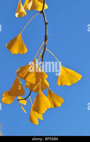 Close up de feuilles de ginkgo à l'automne plus de ciel bleu Banque D'Images