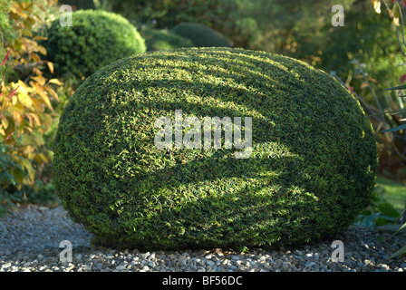 Clippé Yew hedge faisant partie d'un jardin topiaire à Adel près de Leeds UK Banque D'Images