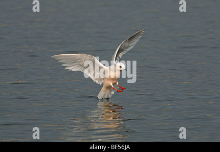 Hiver adultes la Mouette rosée (Rhodostethia rosea), Banque D'Images