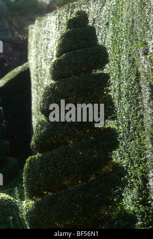 Topiaires taillés en spirale Adel jardin près de Leeds England UK Banque D'Images