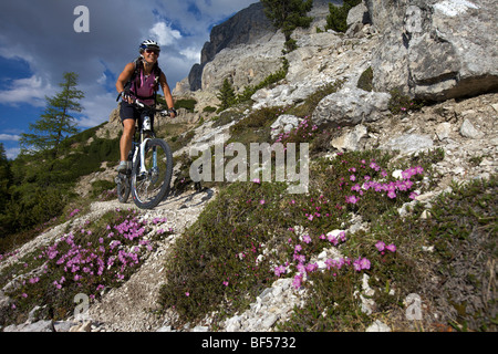 Mountain bike rider sur une seule piste à mt. kreuzkofel, naturpark-fanes sennes-Prags, le Trentin, le Tyrol du sud, Italie, Europe Banque D'Images