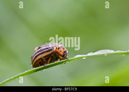 Le doryphore de la pomme de terre, dix-striped ou spearman bug de pomme de terre (Leptinotarsa decemlineata) Banque D'Images