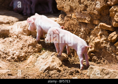 Les porcs domestiques, les jeunes sangliers (Sus scrofa domesticus), Mallorca, Majorque, Îles Baléares, Espagne, Europe Banque D'Images