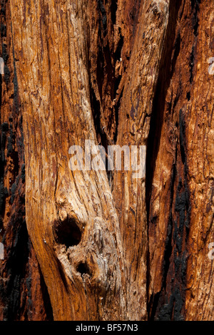 Tronc de cèdre montrant la carbonisation d'un incendie. L'écorce de cèdre est épais et souple, conçu pour isoler et protéger l'arbre des feux de forêt. Banque D'Images
