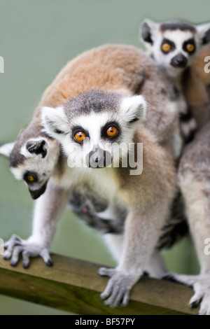 Ring-tailed lémuriens (Lemur catta). Femme avec des jumeaux. Originaire de Madagascar. Banque D'Images