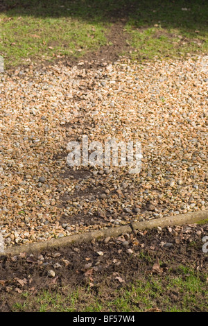 (Muntiacus reevesi Muntjac Deer). Bien foulé ou exécuter sur une piste couverte de gravier jardin chemin de pied. Le Norfolk. Banque D'Images