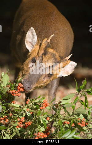 (Muntiacus reevesi Muntjac Deer). Homme naviguant sur Cotoneaster sp. Banque D'Images