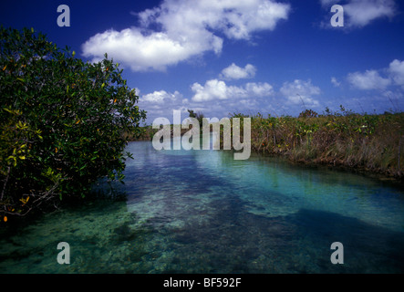 Les mangroves, les mangroves, les zones humides, mangroves, stand des zones humides, habitats fauniques, Sian Ka'an de la biosphère, de l'état de Quintana Roo, Yucatan, Mexique Banque D'Images