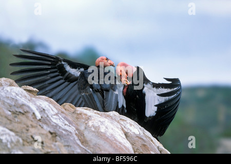 Le Condor de Californie (Gymnogyps californianus), paire courting, California, USA Banque D'Images