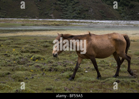 Un cheval marche à travers un champ par un cours d'eau et près de moraine Kyanjin Gompa dans la vallée du Langtang, au Népal. Banque D'Images