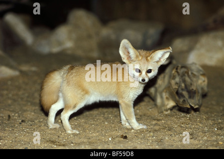 Zerdus Fennec Canis (Fox), du désert, de l'Afrique Banque D'Images