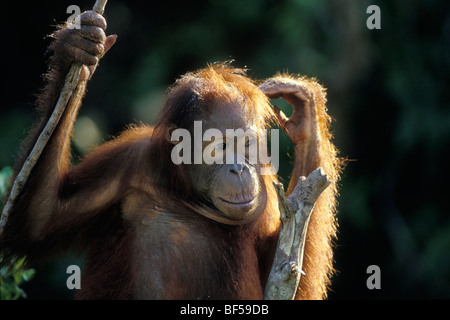 Les jeunes orang-outan (Pongo pygmaeus) dans l'arbre, réfléchie, parc national de Tanjung Puting, Bornéo Banque D'Images