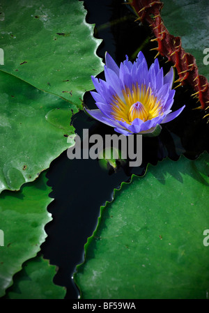 Australian Nénuphar (Nymphaea gigantea), à côté de nénuphars Victoria (Victoria cruciana syn. Trickeri V.) Banque D'Images