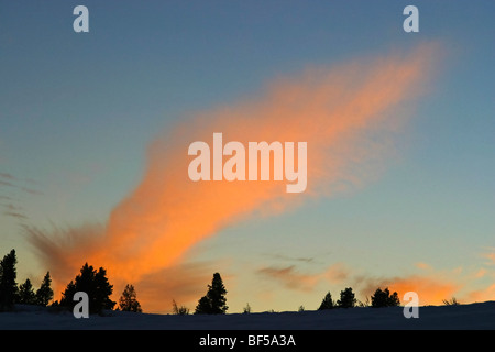 Coucher du soleil d'hiver dans le Yellowstone NP. Banque D'Images