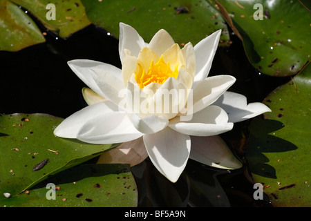 Blossom du nénuphar blanc (Nymphaea alba) Banque D'Images