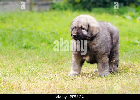 - Sarplaninec Shara Mountain Dog, chien de berger macédonien, couple de mois Banque D'Images