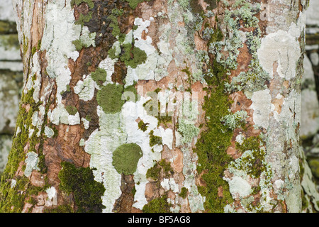 Lichens et mousses poussant sur un sycomore (Acer pseudoplatanus). tronc. Kildalton, Islay, côte ouest de l'Écosse. Banque D'Images