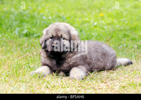 - Sarplaninec Shara Mountain Dog, chien de berger macédonien, couple de mois Banque D'Images