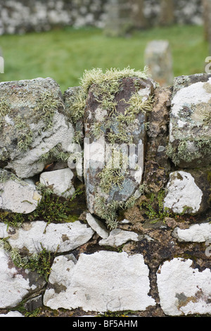 Des lichens et des fougères poussant sur un mur de pierre. Kildalton, Islay, côte ouest. L'Écosse. Banque D'Images